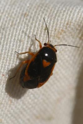  Strongylocoris erythroleptus A. Costa, 1853