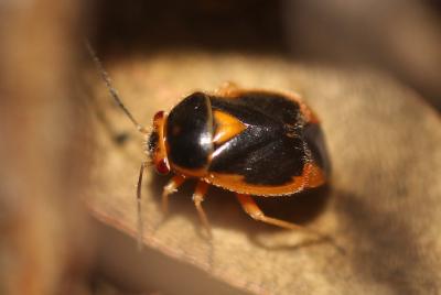 Strongylocoris erythroleptus A. Costa, 1853
