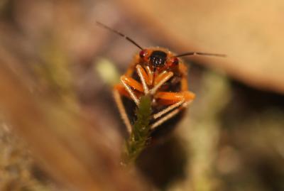  Strongylocoris erythroleptus A. Costa, 1853