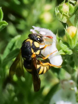  Celonites abbreviatus (Villers, 1789)