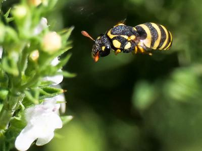  Celonites abbreviatus (Villers, 1789)