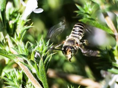  Megachile Latreille, 1802