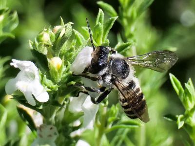  Megachile apicalis Spinola, 1808