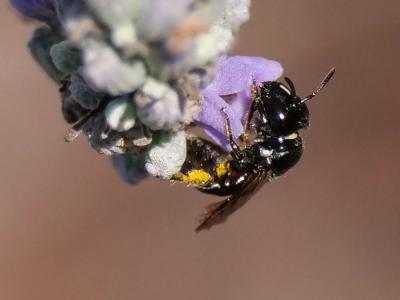 Ceratine commune Ceratina cucurbitina (Rossi, 1792)