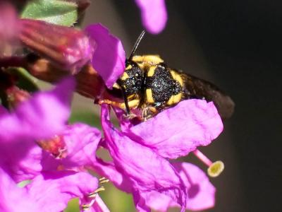  Stelis signata (Latreille, 1809)