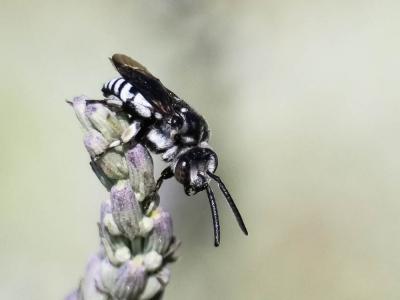 Crocise rameuse Thyreus ramosus (Lepeletier, 1841)