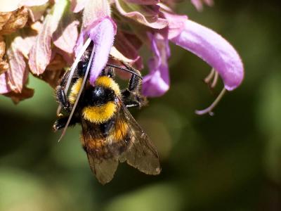 Bourdon des jardins Bombus hortorum (Linnaeus, 1760)