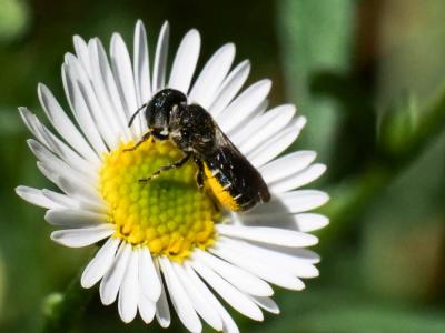  Heriades crenulata Nylander, 1856