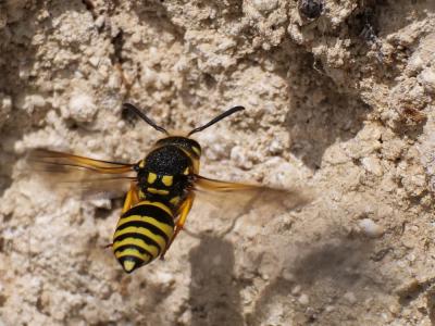  Paragymnomerus spiricornis (Spinola, 1808)