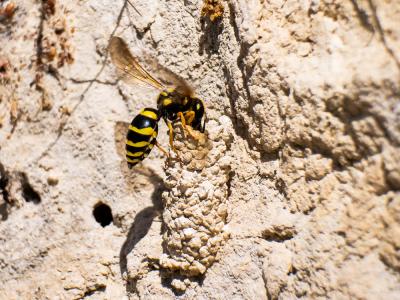  Paragymnomerus spiricornis (Spinola, 1808)