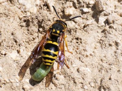  Paragymnomerus spiricornis (Spinola, 1808)