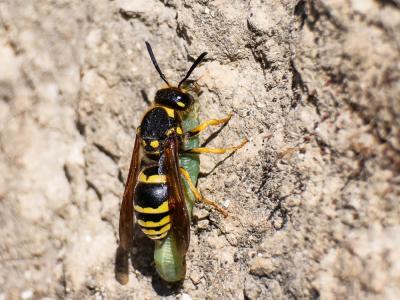  Paragymnomerus spiricornis (Spinola, 1808)