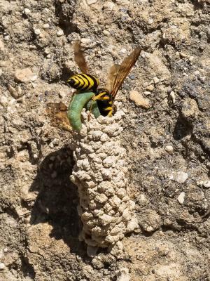  Paragymnomerus spiricornis (Spinola, 1808)