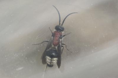  Smicromyrme partita (Klug, 1835)