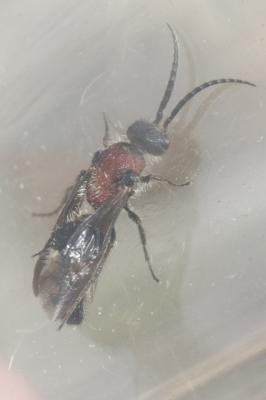  Smicromyrme partita (Klug, 1835)