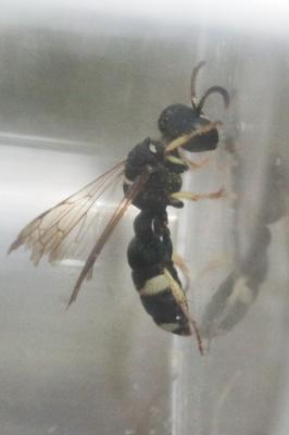  Cerceris rubida (Jurine, 1807)