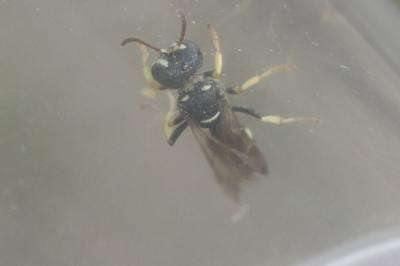  Cerceris rubida (Jurine, 1807)