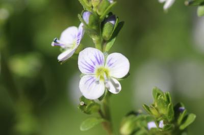 Véronique à feuilles de Serpolet Veronica serpyllifolia subsp. serpyllifolia L., 1753