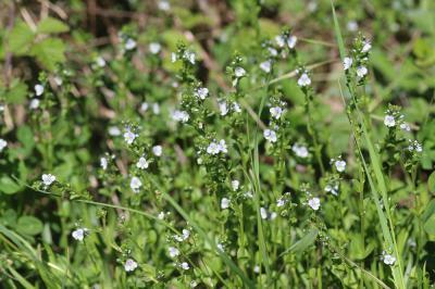 Véronique à feuilles de Serpolet Veronica serpyllifolia subsp. serpyllifolia L., 1753