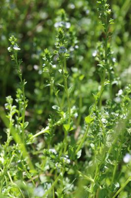 Véronique à feuilles de Serpolet Veronica serpyllifolia subsp. serpyllifolia L., 1753
