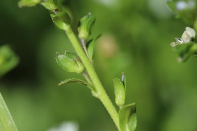 Véronique à feuilles de Serpolet Veronica serpyllifolia subsp. serpyllifolia L., 1753