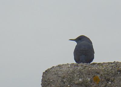 Monticole bleu, Merle bleu Monticola solitarius (Linnaeus, 1758)