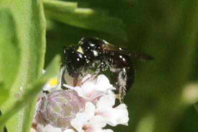 Ceratine commune Ceratina cucurbitina (Rossi, 1792)