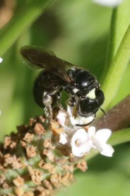 Ceratine commune Ceratina cucurbitina (Rossi, 1792)