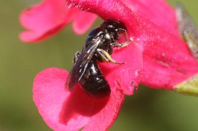 Ceratine commune Ceratina cucurbitina (Rossi, 1792)