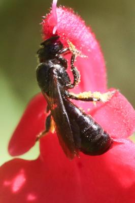 Ceratine commune Ceratina cucurbitina (Rossi, 1792)