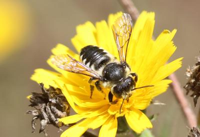  Megachile octosignata Nylander, 1852