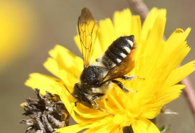  Megachile octosignata Nylander, 1852