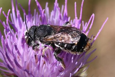  Lithurgus chrysurus Fonscolombe, 1834