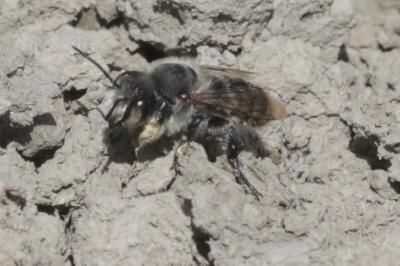 Megachile Latreille, 1802