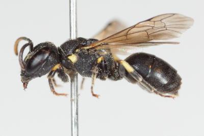  Hylaeus euryscapus Förster, 1871