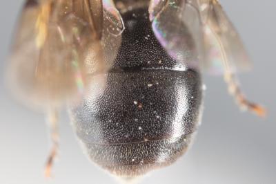  Hylaeus euryscapus Förster, 1871