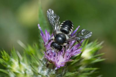  Megachile octosignata Nylander, 1852
