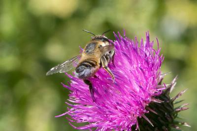  Megachile Latreille, 1802