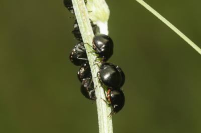 Punaise cuirasse Coptosoma scutellatum (Geoffroy, 1785)