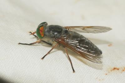  Tabanus promesogaeus Mally, 1987
