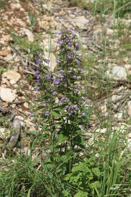 Campanule gantelée, Ortie bleue Campanula trachelium L., 1753