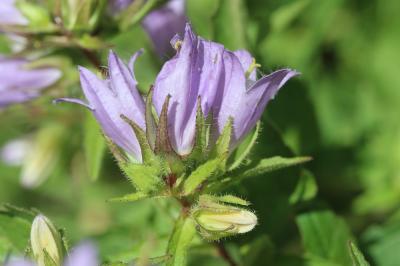Campanule gantelée, Ortie bleue Campanula trachelium L., 1753