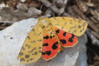 Ecaille pourprée (L'), Ecaille mouchetée (L') Diacrisia purpurata (Linnaeus, 1758)