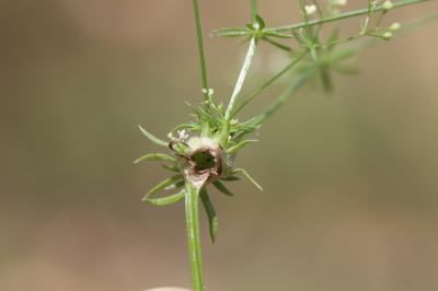  Geocrypta galii (Loew, 1850)