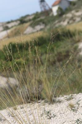 Stipe d'Offner Stipa offneri Breistr., 1950