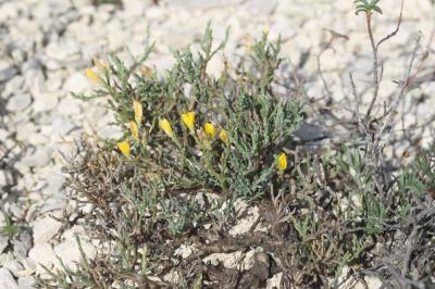 Genêt de Villars Genista pulchella subsp. villarsiana (Jord.) F.Conti, 2007
