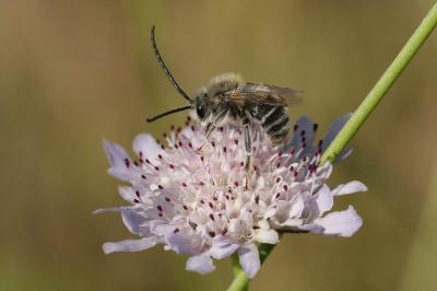  Eucera Scopoli, 1770