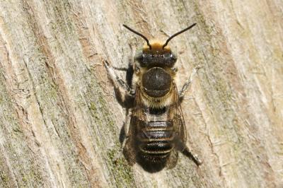  Osmia Panzer, 1806