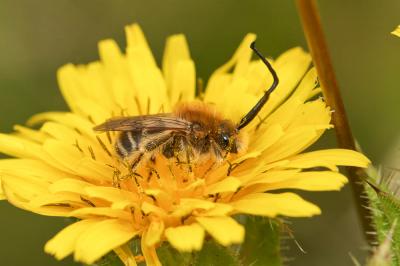  Eucera Scopoli, 1770