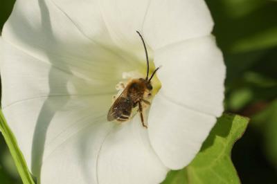  Eucera Scopoli, 1770